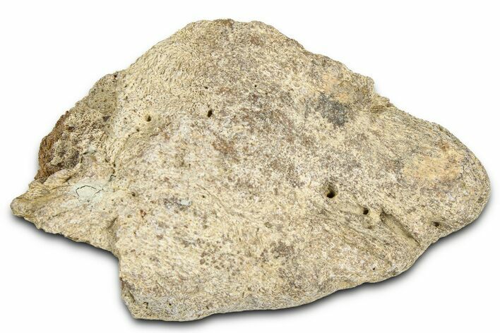 Dinosaur (Triceratops) Frill Shield Section - Montana #366623